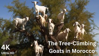 The TreeClimbing Goats in Morocco [upl. by Eednahs]