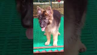 3 Month GSD Puppy Barking gsdpups puppy germanshepherd kerala [upl. by Faustine37]