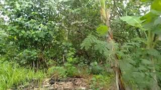 hunting for bonsai  phyllanthus reticulatus poir  ileng ileng  mangsian [upl. by Ahsirkal208]