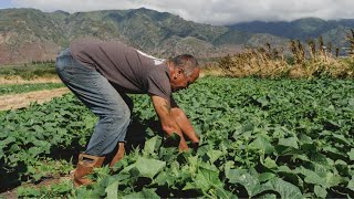 Mauis farmers support community after Lahaina fire [upl. by Castor]