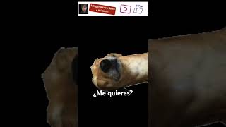 Me quieres dog cute funny puppy doglover doggo perros trending animacion pets shorts [upl. by Sigler]