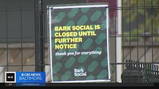 Marylandbased dog bar Bark Social announces abrupt closure with plans to file for bankruptcy [upl. by Sparkie]