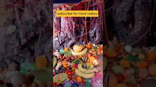 Vat Savitri pooja Vidhi Badmavas Pooja [upl. by Ingra]