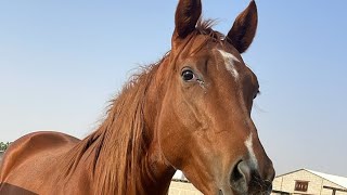 Mujeeb farrier infohorse farrier horsecare asmr horsecare horselover [upl. by Damal7]