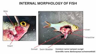 ECOPHYSIOLOGY OF AQUATIC ORGANISMS [upl. by Naitsirhc]