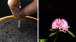 Growing Red Clover Time Lapse  Seed To Flower in 41 Days [upl. by Assirhc316]