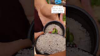 how to dry flowers using silica gel Malayalam dryflowers silicagel diyresin flowersforresinart [upl. by Yetnom]