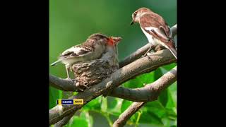 Life cycle of beautiful baby birds🚀🧚‍♂🐣🦜 [upl. by Haiacim]