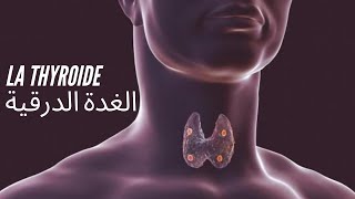 Thyroïde et dosage TSH  2 minutes pour comprendre [upl. by Nellda339]