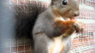 Eekhoorn eet hazelnoot  Squirrel eating [upl. by Edahs281]