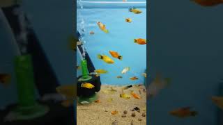 Beautiful Yellow Wagtail Platy Fish Tropical Fish Tank Aquarium Platies Molly Guppies Betta shorts [upl. by Obrien]