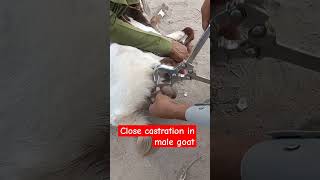 Close castration in male goat castration [upl. by Elana]