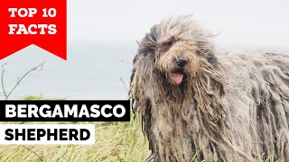 Bergamasco Shepherd  Top 10 Facts [upl. by Anahcra]