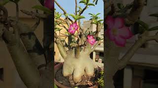 Adenium Arabicum  Adenium collection Akshar Plants amp Planters [upl. by Aneetak]