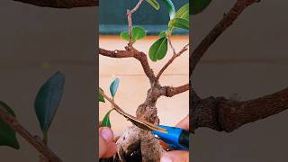 🌿 Care and Pruning of Ficus Ginseng  ASMR Terrace in the city  Ukijo 🌿 plants ficus shorts [upl. by Azer]