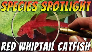 Red Whiptail Catfish L010ARineloricaria  Rare Freshwater Aquarium Catfish [upl. by Olva]