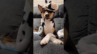 Basenji Smile basenji dog toys [upl. by Prue]