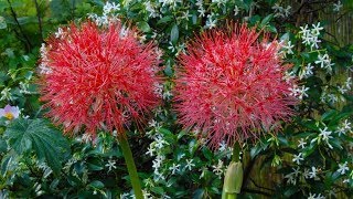 Scadoxus multiflorus quotBlood Lilyquot  FarmerGracycouk [upl. by Wiskind]