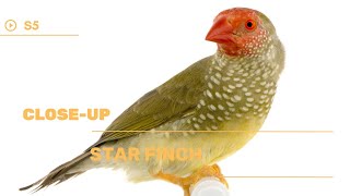 👉 S5 Star finch  Bathilda Ruficauda  Binseni [upl. by Zakarias]