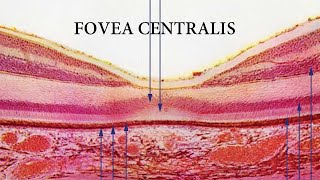 Fovea Centralis [upl. by Hevak]