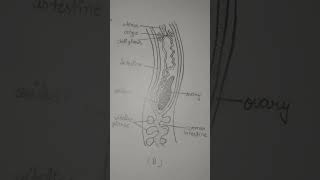 diagram of schistosoma haematobium  blood fluke  please  like  subscribe [upl. by Naerad]