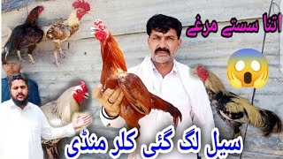 Kallar Syedan Aseel Murga Mandi  Sasti Aseel Murga Mandi [upl. by Eizzik]