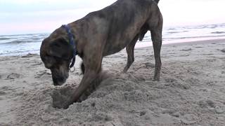 REISETIPP Hundeurlaub am Strand in Julianadorp Holland 1080P [upl. by Aneem]