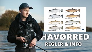 Havørredfiskeri Kend Din Havørred Regler amp Info [upl. by Ettevahs]