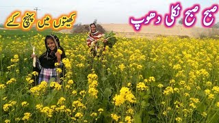 my village life in Pakistan Punjab 🌳🌲میرے گاؤں کے ہرے بھرے کھیت Nasreen vlogs [upl. by Amaleta]