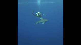 Fight off aggressive Longimanus shark  Elphinstone Egypt Diving Liveaboard Red Sea [upl. by Nette]