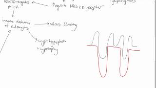 Coeliac Disease Mechanism and Pathophysiology [upl. by Filahk]