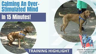 Calming OverStimulated Mind In 15 Minutes  Frustration Based Reactivity  Dog Training Highlight [upl. by Redlac94]