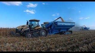 2017 Illinois Corn Harvest with two Claas Lexion 780 Combines [upl. by Sivram]