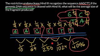 Restriction endonuclease and average fragment length [upl. by Claudell]