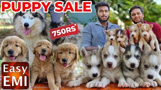 PUPPIES For Sales Delivery Available  Puppys Price List  Kennel in Tamilnadu  Namma MKG puppies [upl. by Anekahs]