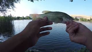 Bass Fishing Hellyer Park Cottonwood Lake San Jose [upl. by Laehpar989]