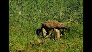 HOBOS Buizerd foerageert op de berm vd drukke N74 [upl. by Rolfston]