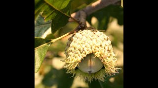 How to identify bur oak Quercus macrocarpa [upl. by Naitsirhc22]