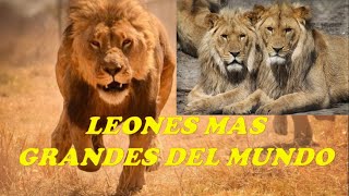 LEONES mas grandes del MUNDO [upl. by Clarhe]