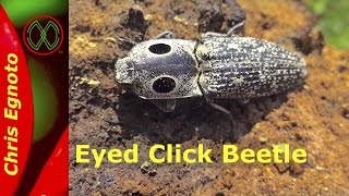 Eyed click beetle Alaus oculatus  This beetle jumps [upl. by Sanfred]