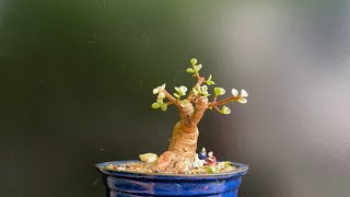 Tree 46 From Pre Bonsai to Bonsai quotBig Little Bluequot [upl. by Immot385]