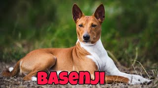 Basenji  The Best African Dog Breed  Malayalam  Palakkadan pets [upl. by Fasa]