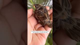 A newborn sparrow that fell from its nest was rescued by a woman and then animalshorts [upl. by Yelyah291]