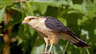 Interesting facts about Yellow headed caracara by weird square [upl. by Nomrac662]