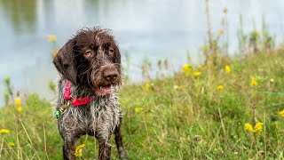 Wirehaired Pointing Griffon vs Lakeland Terrier A Terrier Breed Comparison [upl. by Ahsieat]