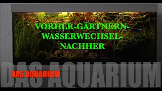 Eheim Vivaline Aquarium 240l The FishtankNeonVallisneriaSmaragdprachtbarschFünfgürtelbarben [upl. by Aerdnu]