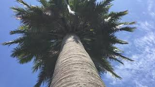 Wonderful chilean wine palm Jubaea chilensis in the wind  Locarno Switzerland [upl. by Ecinuahs263]