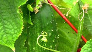 How To Grow Cucumbers On a Trellis from Garden Fresh with Doug Jimerson [upl. by Haliehs170]