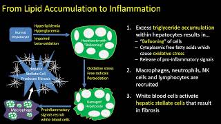 Hepatic Steatosis Part 1 Pathophysiology [upl. by Enirbas]