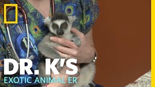 A Leaping Lemur  Dr Ks Exotic Animal ER [upl. by Wunder]